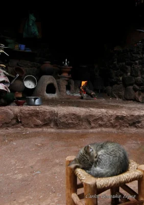 Gatito en cocina de Marrakech