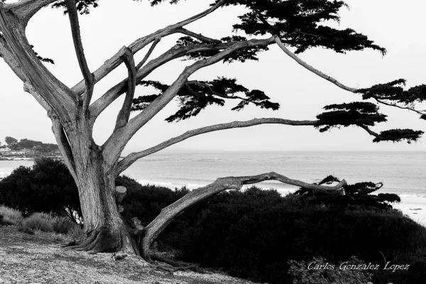 California