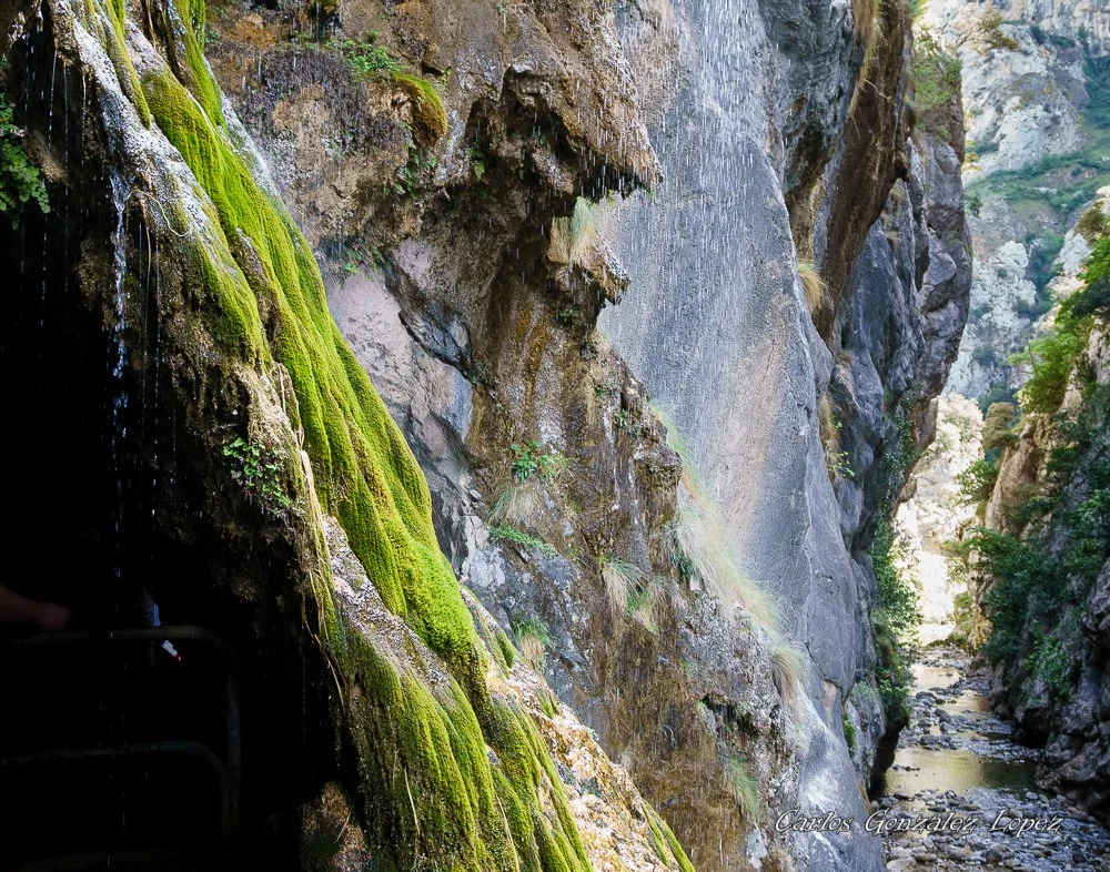 Picos de Europa