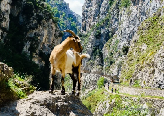 Picos de Europa
