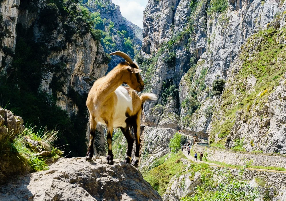 Picos de Europa