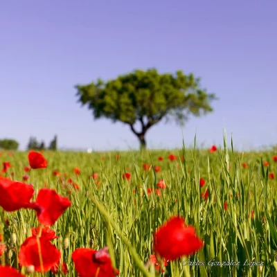 Campo de amapolas