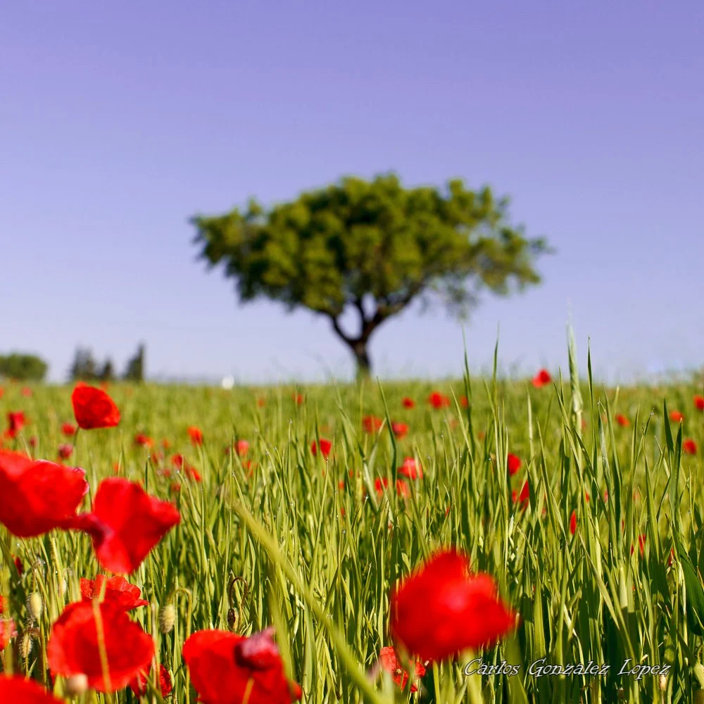 Campo de amapolas