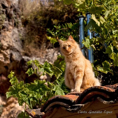 Gato en Molinos de Papel (Cuenca)