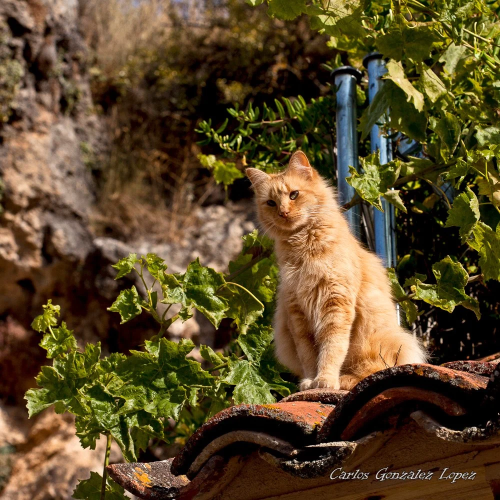 Gato en Molinos de Papel (Cuenca)