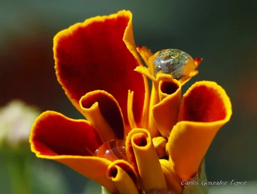 Flor de la estacion, Huete