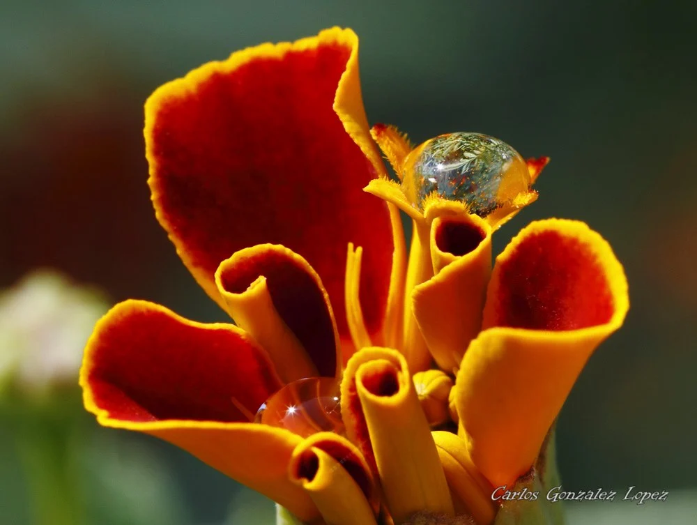 Flor de la estacion, Huete
