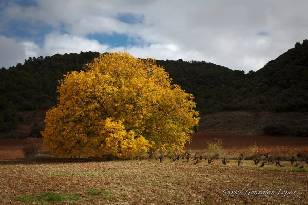 Parada merecida, Castillejo del Romeral, Cuenca