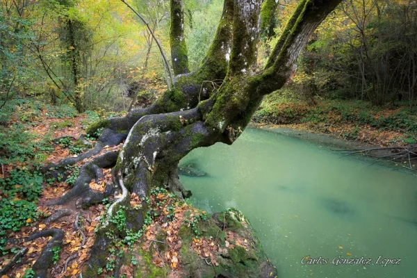 Paseo Botánico en la Hoz de Beteta, Cuenca