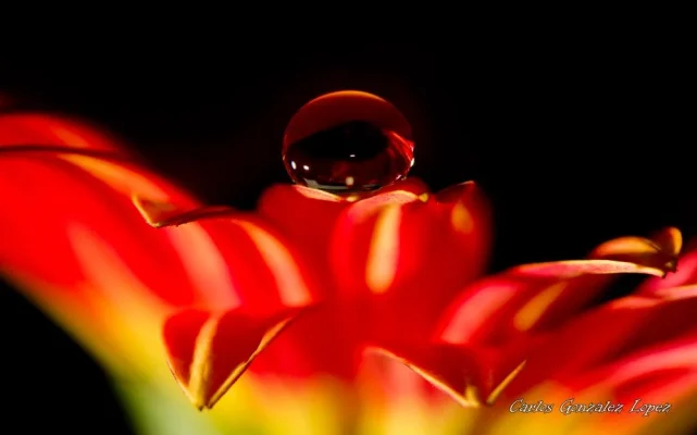 Flor roja con gota
