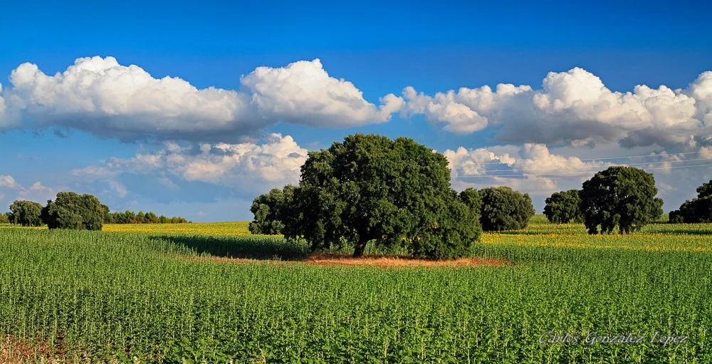 Castaño en campos de Peraleja (Cuenca)