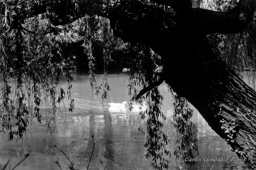 Patos en el rio Jucar, Cuenca