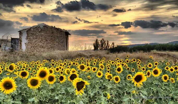 Campo de girasoles en Cañaveras (Cuenca)