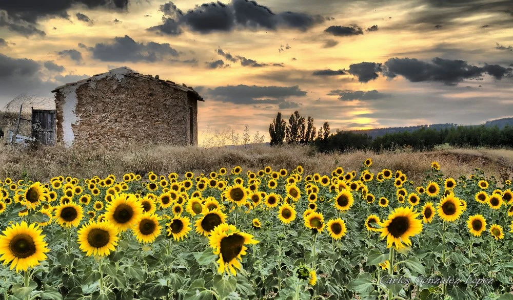 Campo de girasoles en Cañaveras (Cuenca)