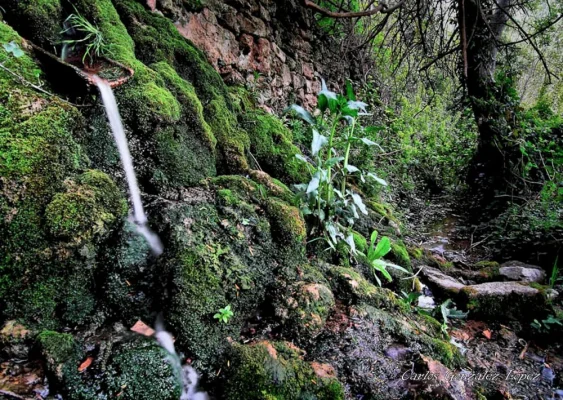 Teja con agua del Rio Cabriel al anochecer, Cañete (Cuenca)