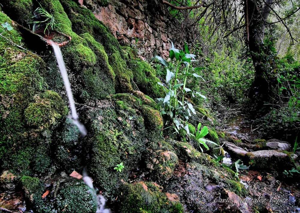 Teja con agua del Rio Cabriel al anochecer, Cañete (Cuenca)
