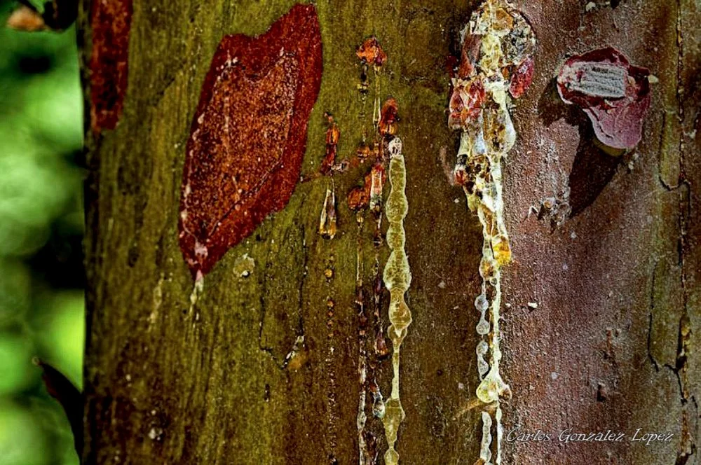 Flujo de arbol