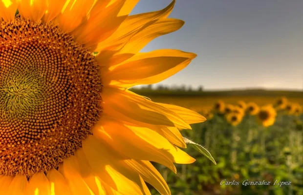Campo de girasoles en la Alcarria Conquense