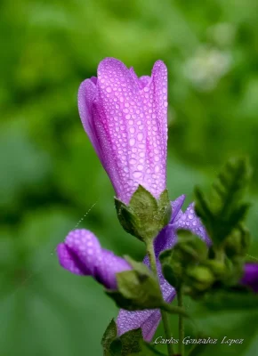 Detalle Flor morada con rocio, Huete (Cuenca)