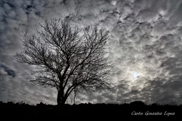 Arbol en algodones, Huete (Cuenca)