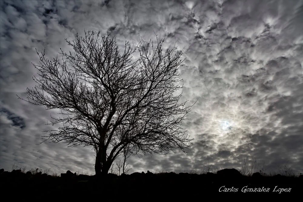 Arbol en algodones, Huete (Cuenca)