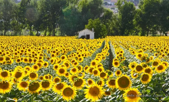 Campo de girasoles en Huete (Cuenca)