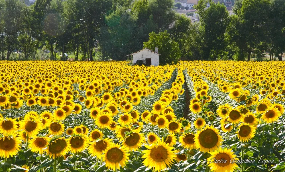 Campo de girasoles en Huete (Cuenca)