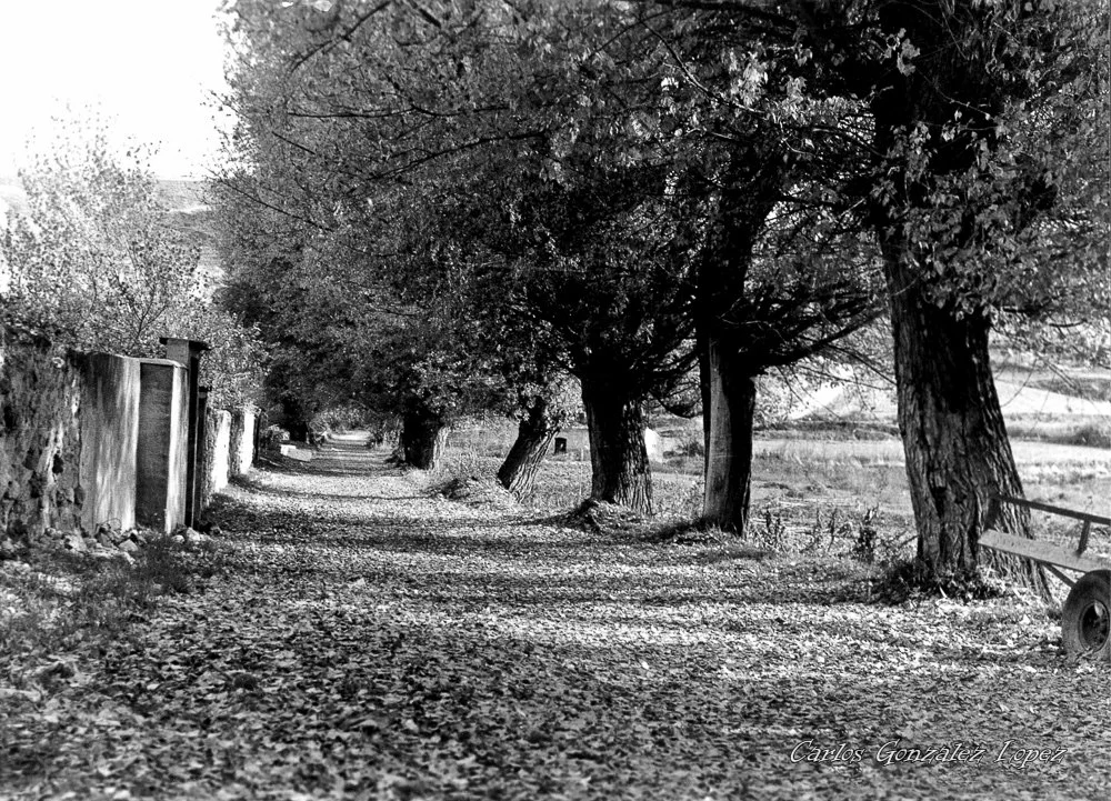 Paseo de hojas, Huete (Cuenca)
