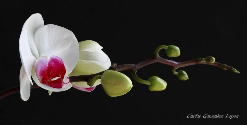 Orquidea de Reme