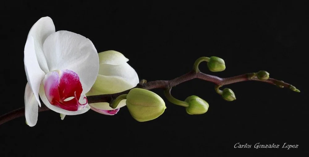 Orquidea de Reme