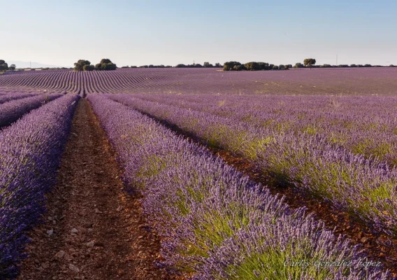 Campos de lavanda de Brihuega