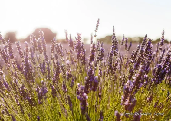 Campos de lavanda de Brihuega