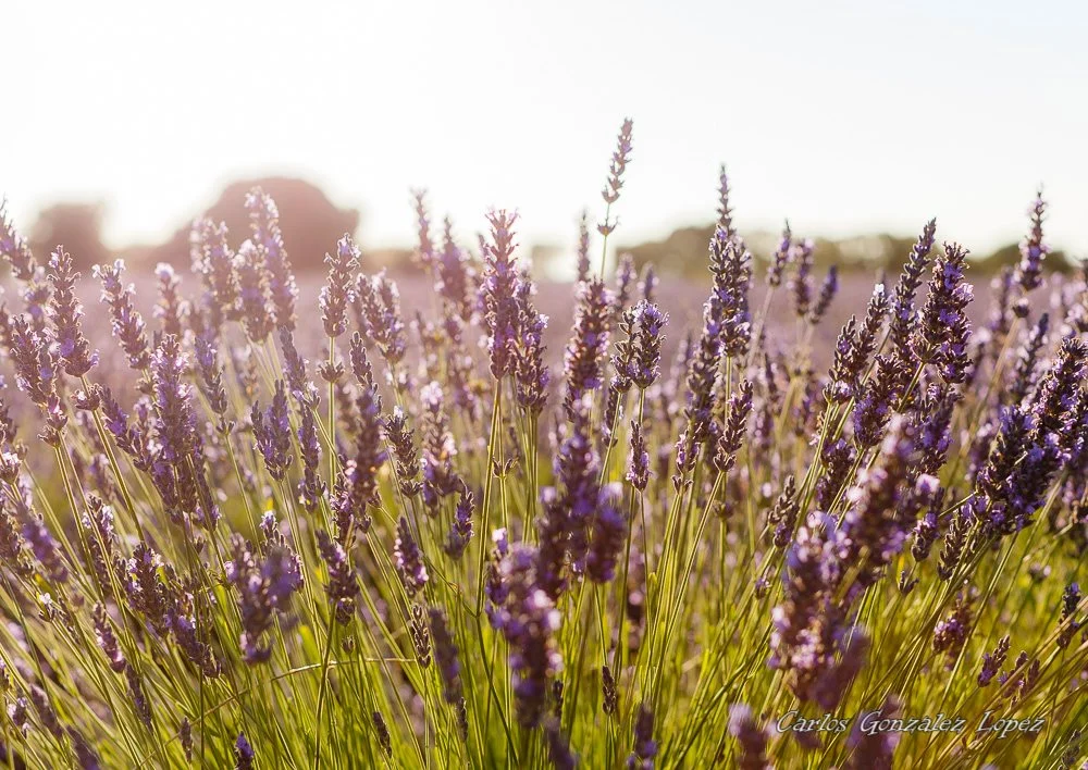 Campos de lavanda de Brihuega