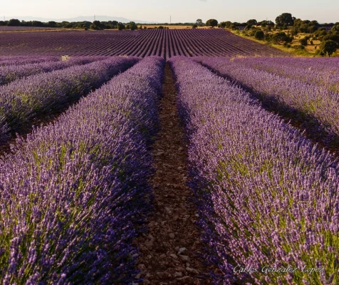 Campos de lavanda de Brihuega