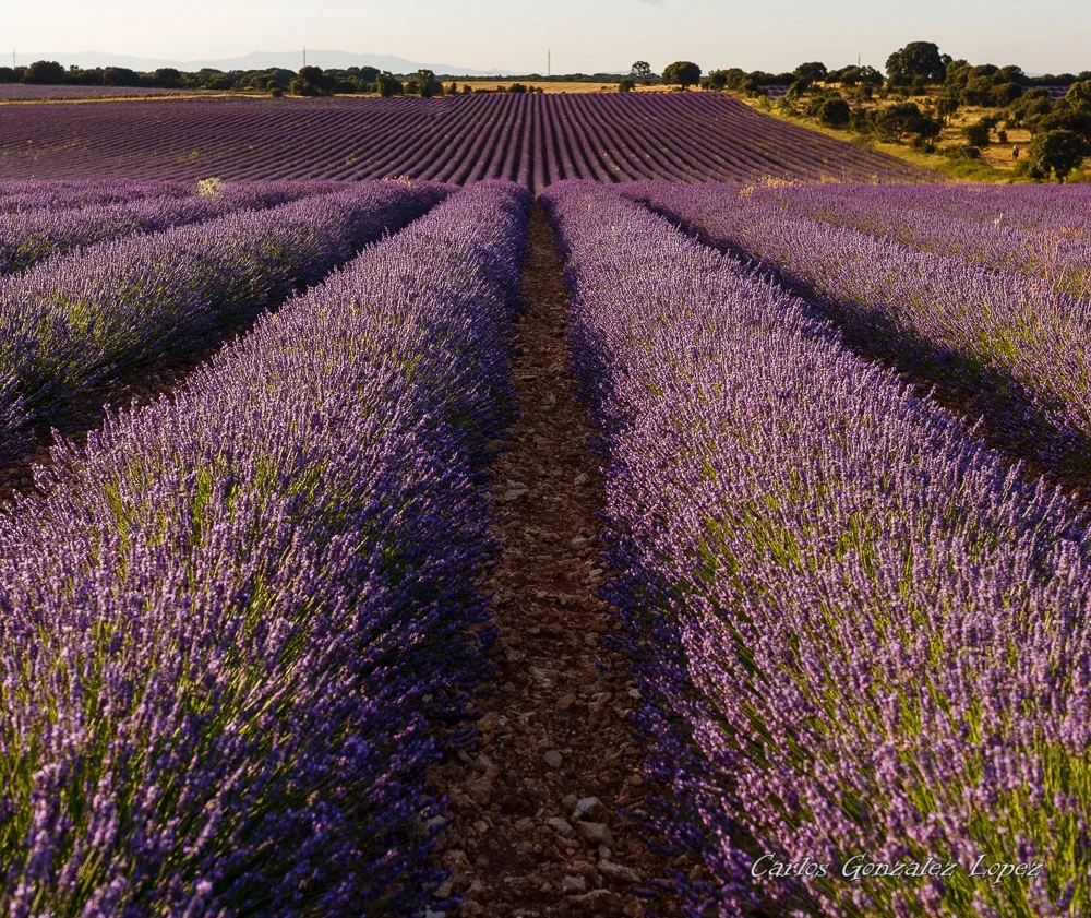 Campos de lavanda de Brihuega
