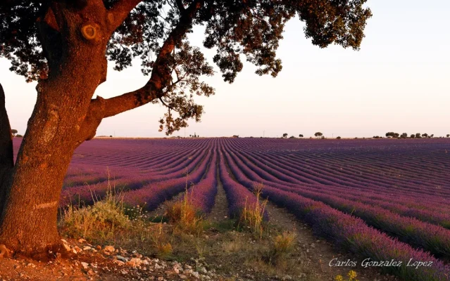 Campos de lavanda de Brihuega
