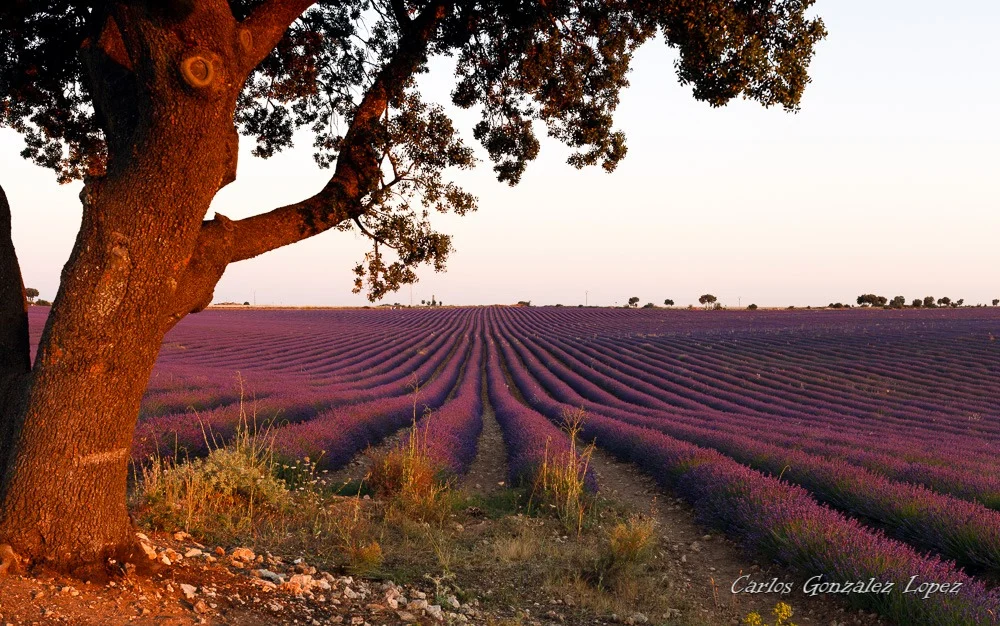 Campos de lavanda de Brihuega