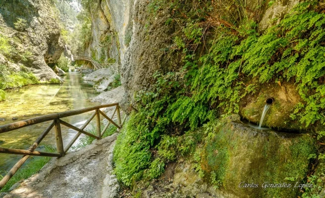 Cazorla