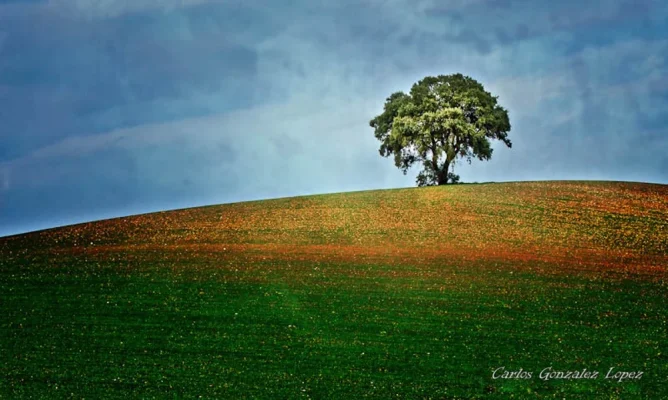 Arbol solitario, Torres de la Alameda (Madrid)