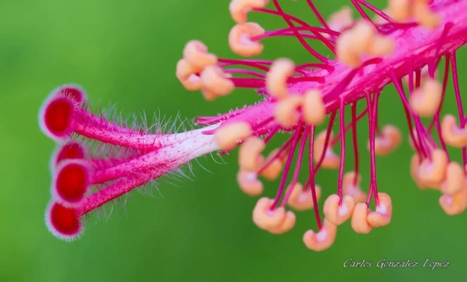 Hibiscus