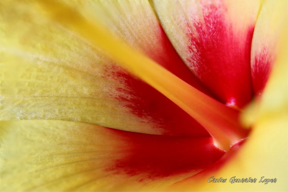 Pergamino rojo y amarillo