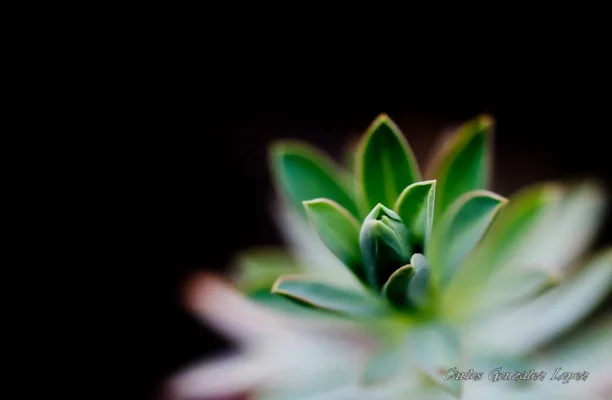 Nacimiento lento de flor