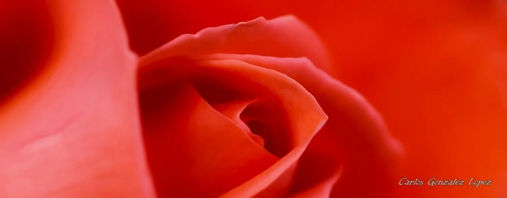 Detalle Rosa Aran