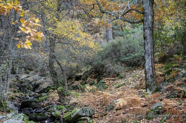 Ruta por Canencia