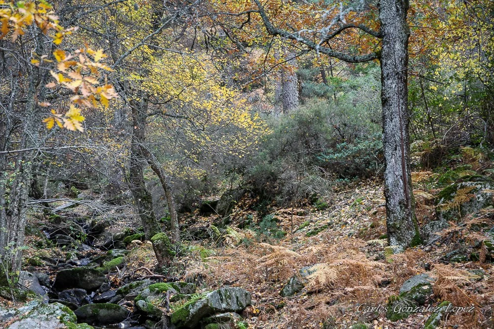 Ruta por Canencia