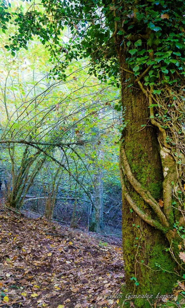 Ruta Dehesa Bonita Somosierra