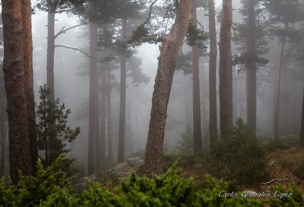 Parque Nacional de la Sierra de Guadarrama
