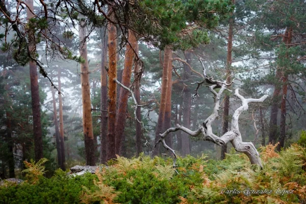 Parque Nacional de la Sierra de Guadarrama