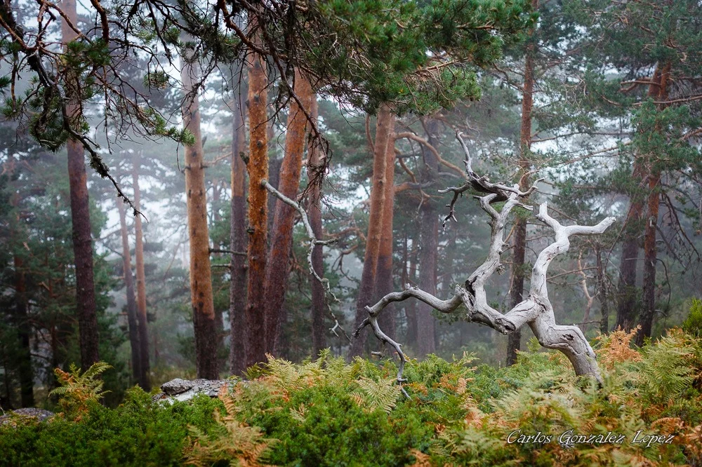 Parque Nacional de la Sierra de Guadarrama