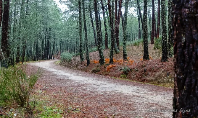 El Bosque Plateado